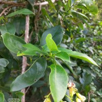 Cordia oblongifolia Thwaites